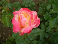 0049c61b-Picture 4209.jpg